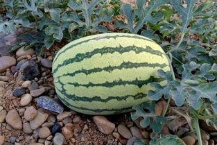 吃瓜石头,揭秘娱乐圈背后的那些事儿