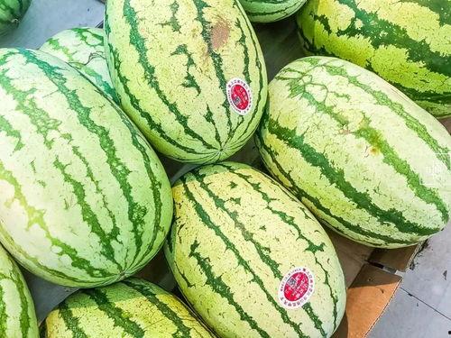 朝堂吃瓜4,揭秘宫廷背后的吃瓜故事