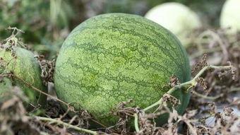 青春有瓜吃,揭秘校园生活的甜蜜与苦涩