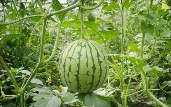 平江康乐村吃瓜,瓜果飘香，共享田园生活