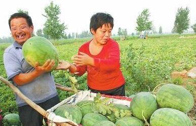 平江康乐村吃瓜,瓜果飘香，共享田园生活