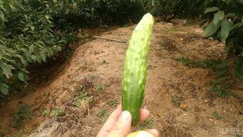 盘锦布车吃瓜,夏日里的瓜香四溢美食之旅