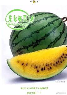 吃瓜速度对比视频,视频中的瓜界速度王