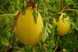 吃瓜群组名称,网络社交新现象背后的故事