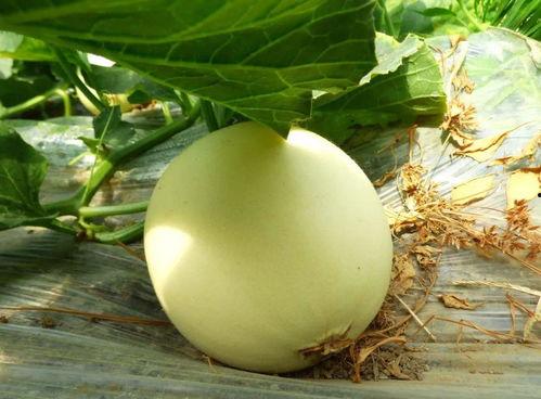 吃瓜现场在哪,探寻事件背后的真相与细节