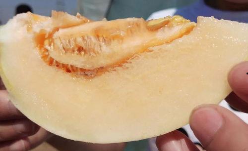 吃瓜现场在哪,探寻事件背后的真相与细节