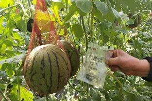 雨琪吃瓜,揭秘娱乐圈幕后故事