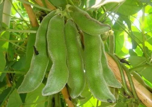 种豆有瓜吃,耕耘与收获的智慧之旅