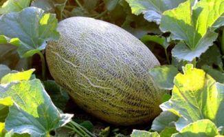 吃哈密瓜麻,舌尖上的甜蜜诱惑