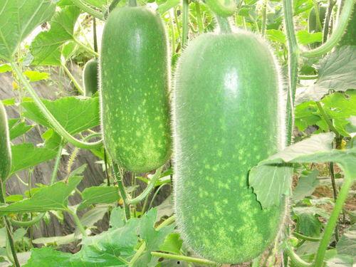 吃瓜之人亦为瓜恒被人吃之