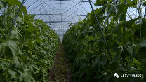 西昌现代学校吃瓜,吃瓜群众揭秘校园美食风云