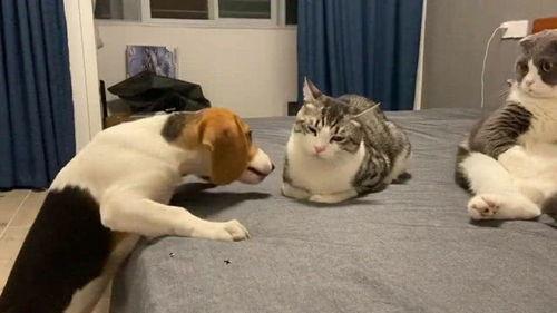 道旁吃瓜群众,见证历史瞬间