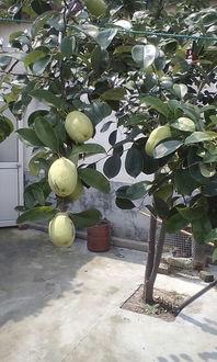 蒲树瓜怎么吃,探索美味与营养的完美结合