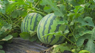 北洛吃瓜视频,揭秘娱乐圈幕后真相，带你领略明星们的真实生活