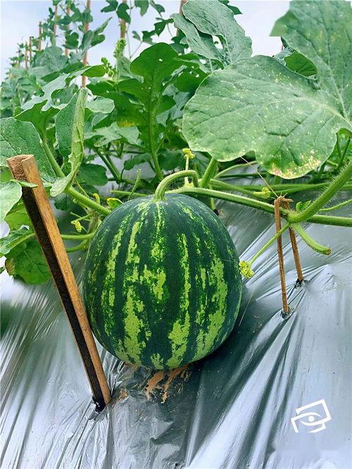 上安吃瓜,揭秘网络热点的背后故事