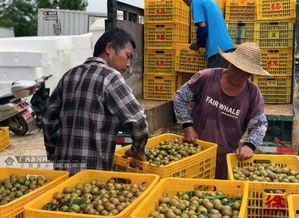 梧州职业吃瓜,揭秘瓜界新潮流