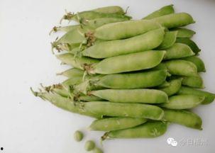 梧州职业吃瓜,揭秘瓜界新潮流