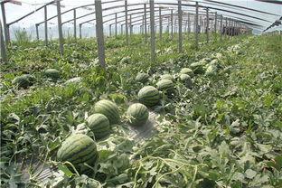 临朐吃瓜事件视频,一场引发热议的网络风波