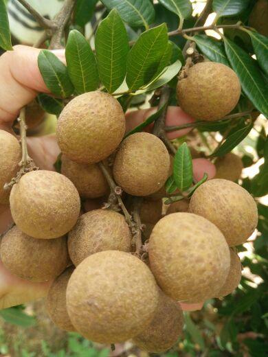 佐夕木豪吃瓜,揭秘娱乐圈的“吃瓜”达人