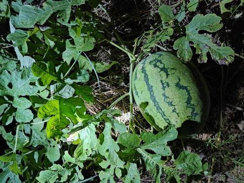 吃瓜山上,揭秘神秘山巅的民间传说