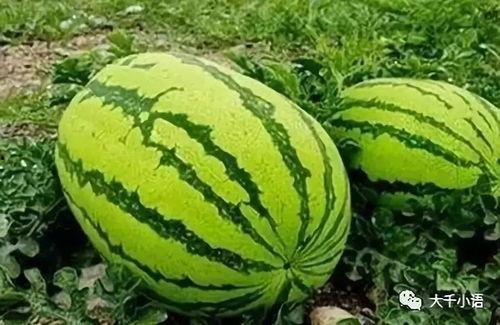 吃瓜山上,揭秘神秘山巅的民间传说