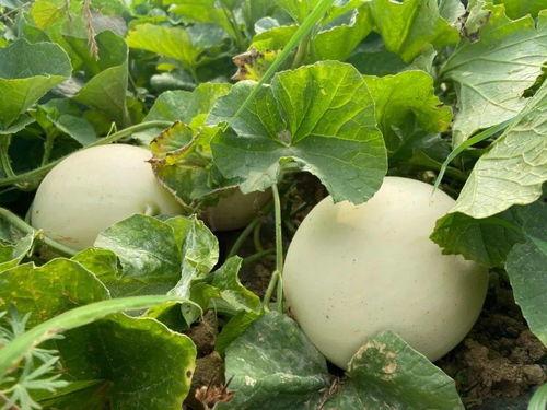 熊飞儿吃瓜,揭秘娱乐圈背后的那些事儿