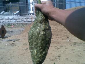 带你吃瓜鳄鱼,鳄鱼界的“吃瓜群众”