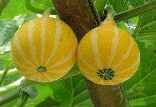 吃瓜捡瓜,揭秘娱乐圈幕后故事