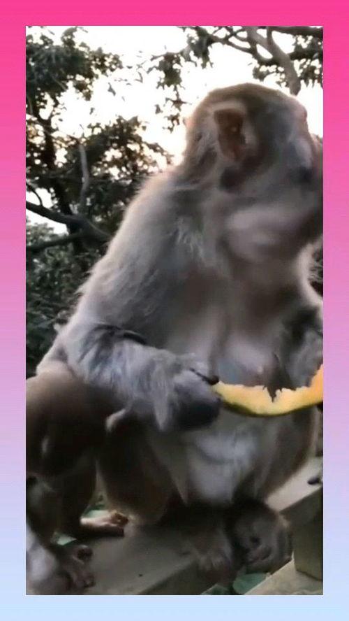 母猴子吃瓜图片,展现自然和谐生态之美