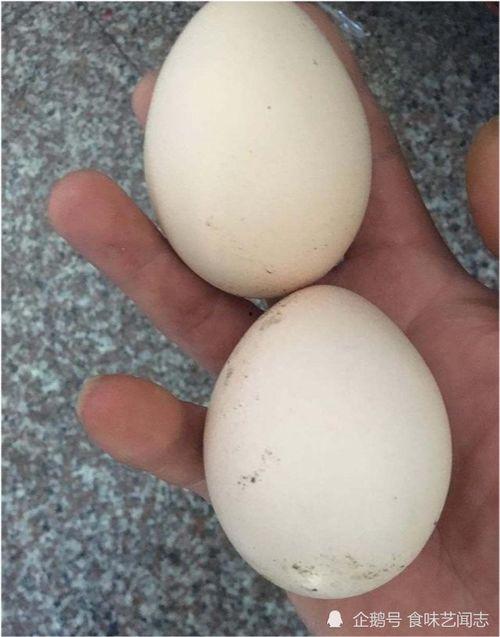 怪蛋吃瓜,揭秘神秘怪蛋背后的奇幻世界