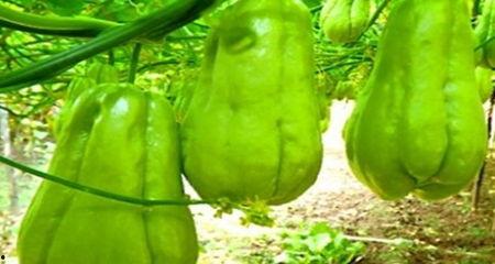 吃瓜吃什么护肤,揭秘瓜果中的护肤秘密