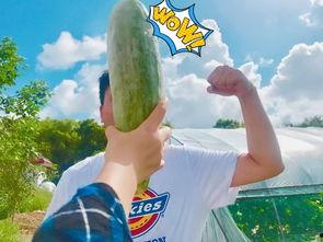 送瓜怎么吃啊,轻松学会美味瓜果的正确食用方法