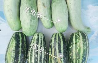 送瓜怎么吃啊,轻松学会美味瓜果的正确食用方法