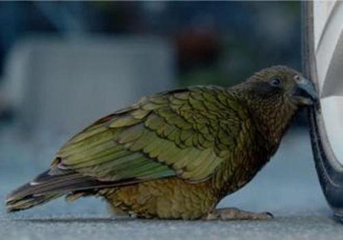 人间鹦鹉吃瓜视频,揭秘娱乐圈幕后风云