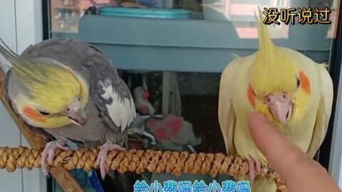 人间鹦鹉吃瓜视频,揭秘娱乐圈幕后风云