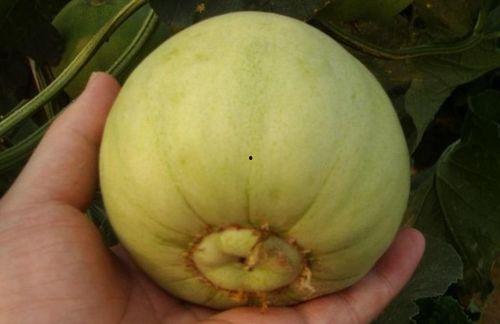 吃瓜买瓜的技巧