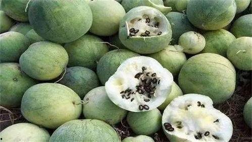 冬天沙漠里吃瓜,冬日沙漠瓜果盛宴