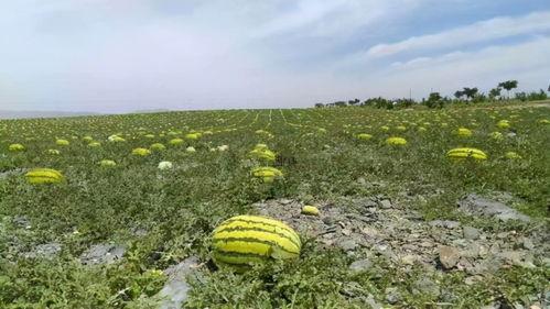 冬天沙漠里吃瓜,冬日沙漠瓜果盛宴
