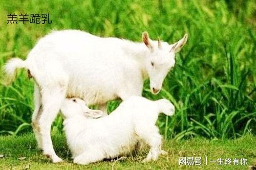 小羊晴天吃瓜,瓜田里的欢乐时光