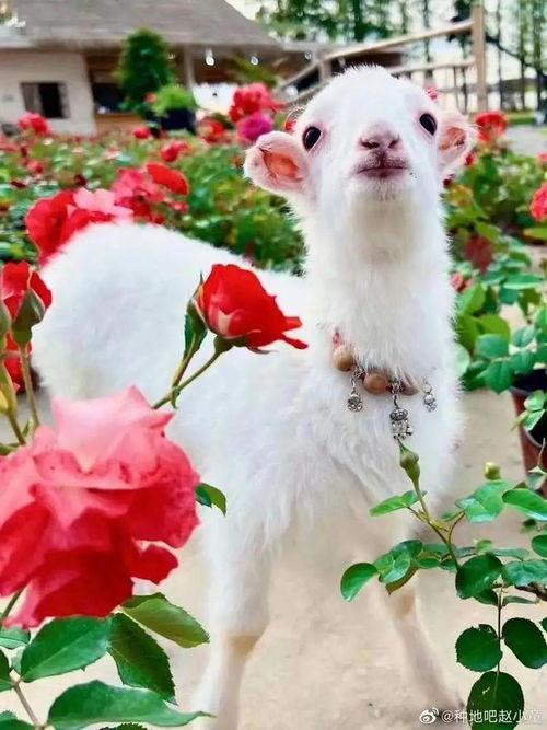 小羊晴天吃瓜,瓜田里的欢乐时光