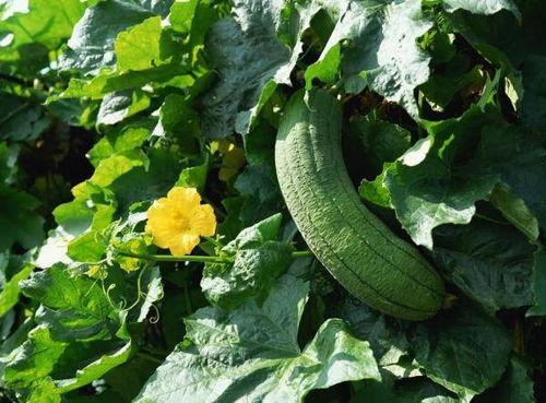 吃瓜叶,揭秘吃瓜叶的独特风味与营养价值