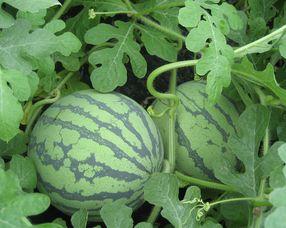 什么瓜适合怀孕吃,适合孕妇食用的健康瓜类推荐