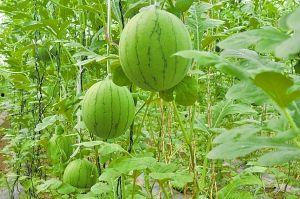 吃瓜剥西瓜,吃瓜剥西瓜，轻松享受清凉时光