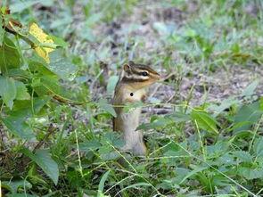 吃瓜的老鹰,揭秘娱乐圈幕后风云