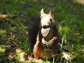 吃瓜的老鹰,揭秘娱乐圈幕后风云