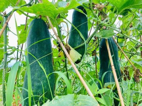 劲爆吃瓜图片,揭秘娱乐圈幕后真相