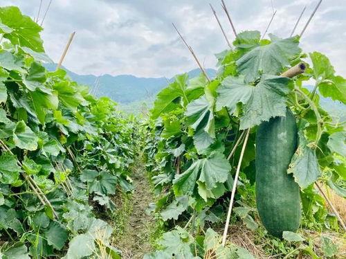 劲爆吃瓜图片,揭秘娱乐圈幕后真相