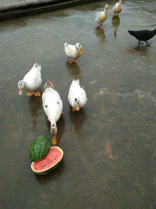 土法给鸭子吃瓜视频,瓜果成鸭儿美食，视频展示养鸭乐趣