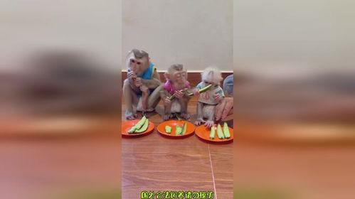 公司聚餐吃瓜,一场舌尖上的欢乐盛宴