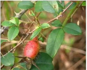 金樱子的瓜怎么吃,金樱子瓜的多样食法探索